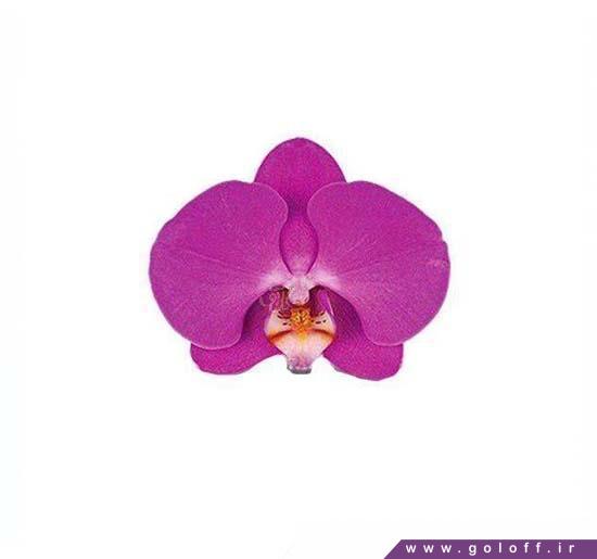گل اینترنتی - گل ارکیده فالانوپسیس سئول - Phalaenopsis Orchid | گل آف